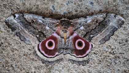 Mopane-moth-Little-big-five-animals-Wildmoz.com