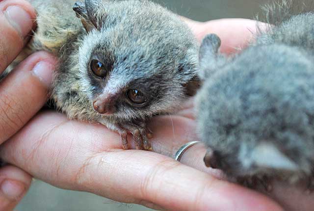 Bushbabies-Wildmoz.com