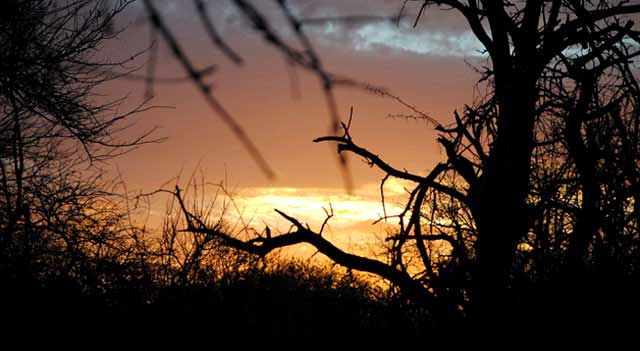 Everyday-Wildlife-Bushveld-Sunset-Wildmoz.com