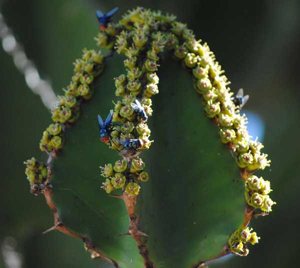 Everyday-Wildlife-Candelabra-Tree-Flower-Wildmoz.com