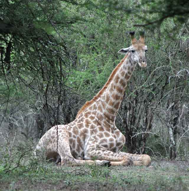 Everyday-Wildlife-Giraffe-Resting-Wildmoz.com