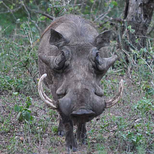 Everyday-Wildlife-Warthog-Boar-Wildmoz.com