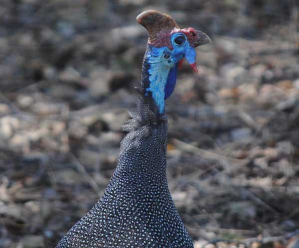 Crowned-Guinea-Fowl-wildmoz.com