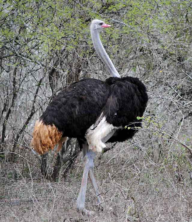 Male-ostrich-Wildmoz.com