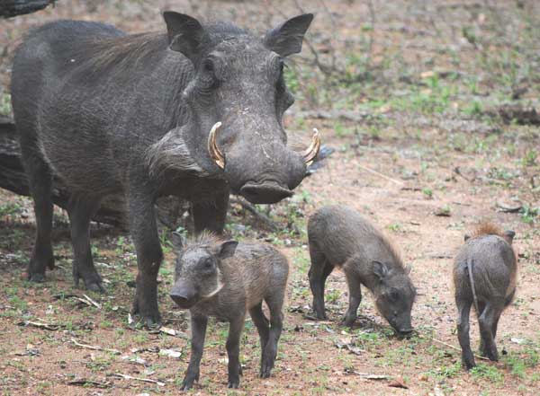 Warthog-and-babies-wildmoz.com