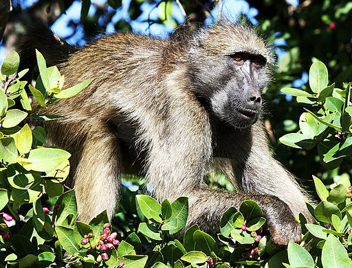 Chacma-baboon-everyday-wildlife-wildmoz.com