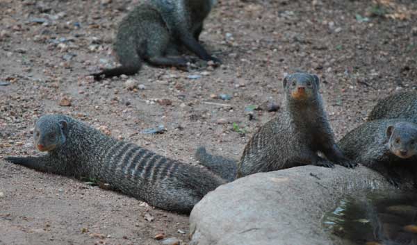 Everyday-wildlife-banded-mongoose-wildmoz.com