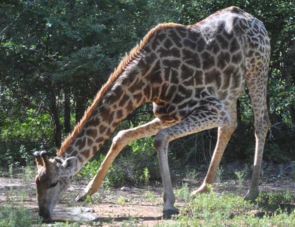 Everyday-wildlife-giraffe-drinking-wildmoz.com