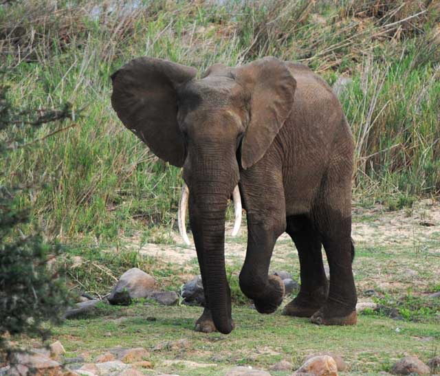 elephant-dancing-wildmoz.com