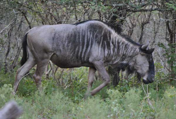 Everyday-wildlife-wildebeest-gnu-wildmoz.com