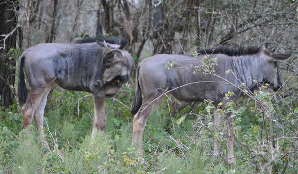 Everyday-wildlife-juvenile-wildebeest-wildmoz.com