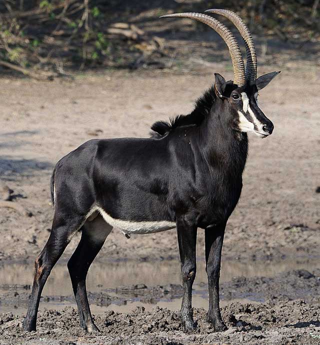 Sable-Bull-at-Water-Hole-Wildmoz.com