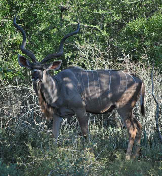 Camouflaged-Kudu-Wildmoz.com