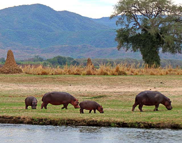 Hippo-Mothers-and-Babies-Grazing-Wildmoz.com