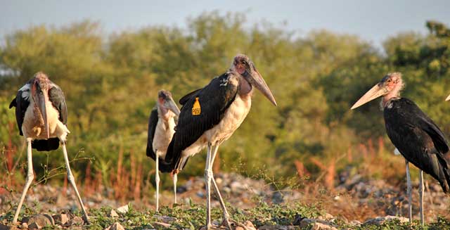 Marabou-Storks-Wildmoz.com