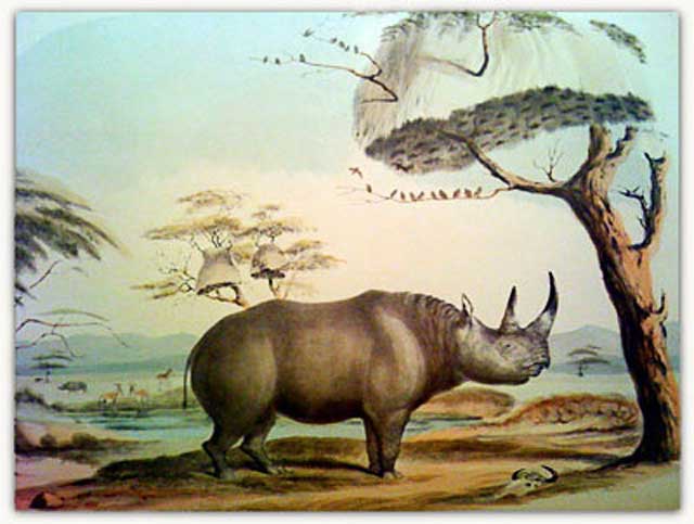 Zimbabwe-Rhino-Air-Lift-Wildmoz.com