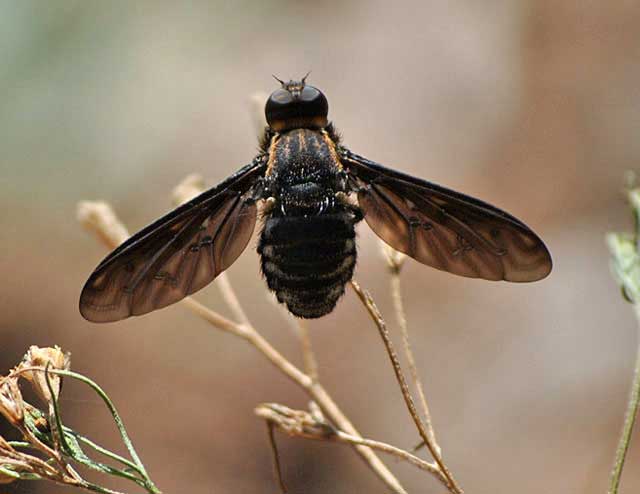Bizarre-Black-Fly-Wildmoz.com
