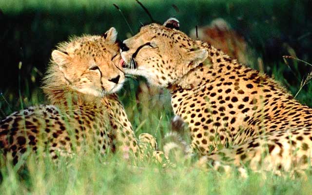 Cheetah-and-Cubs-Wildmoz.com