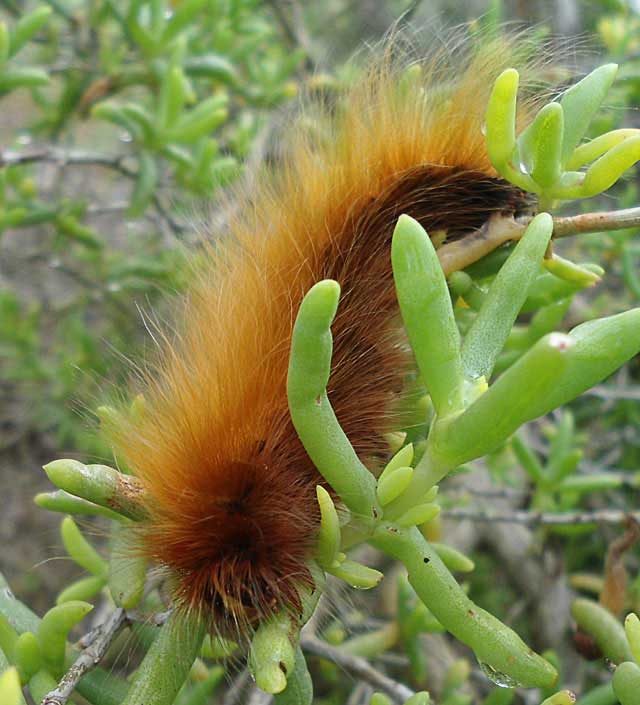Hairy-Caterpillar-Wildmoz
