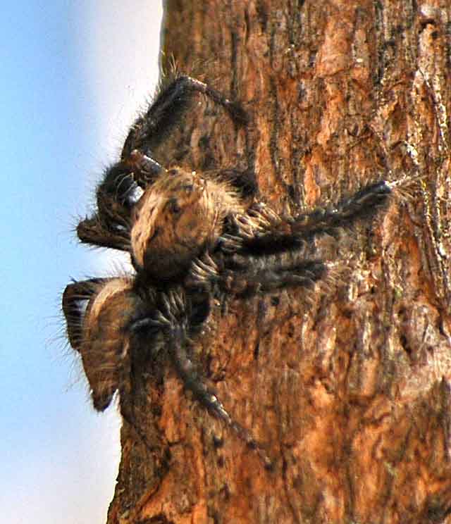 Bizarre-Jumping-Hunting-Spider-Wildmoz.com