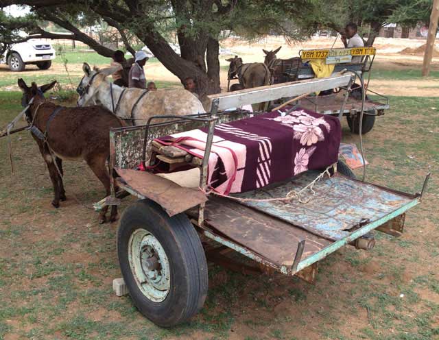 Donkey-Cart-Comfort-and-Style-Wildmoz.com
