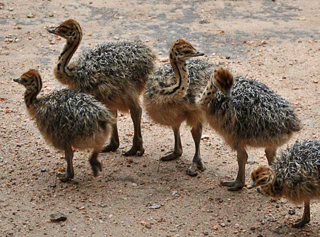 Ostrich-Babies-Grooming-Wildmoz.com