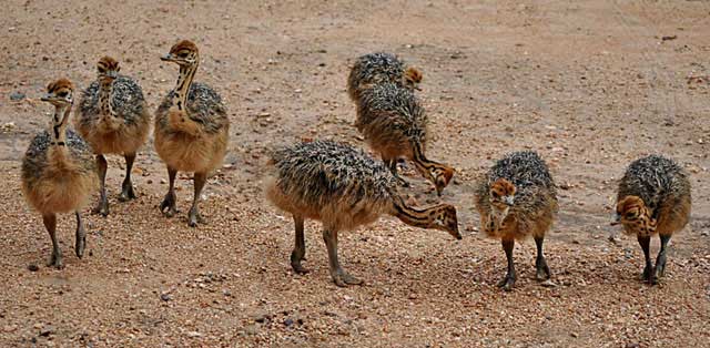 Ostrich-Babies-Group-of-Eight-Wildmoz.com