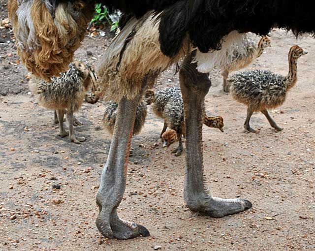 Ostrich-Babies-With-Dad-Wildmoz.com