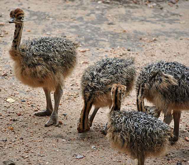 Ostriches Babies on the Loose | Wildmoz | Magazine