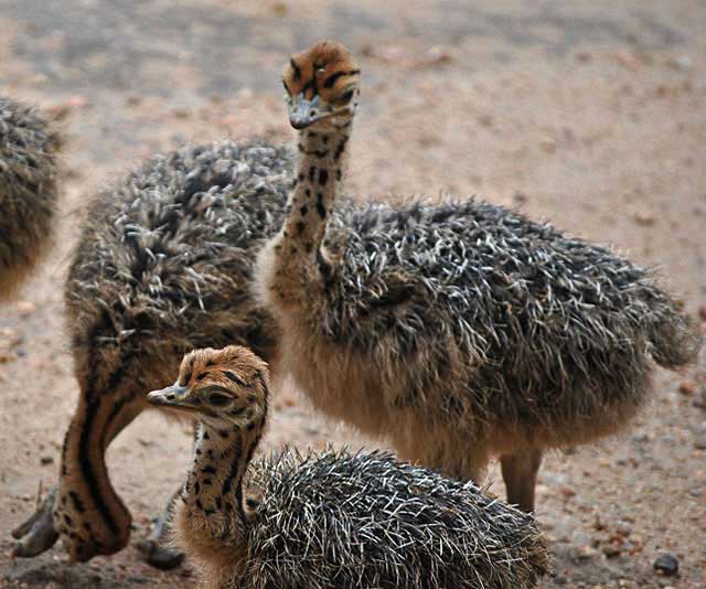 Ostrich-Baby-Marking-Wildmoz.com