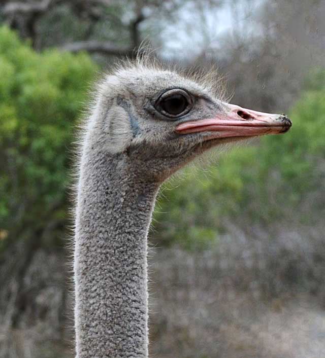 Ostrich-Dad's-Head-Wildmoz.com