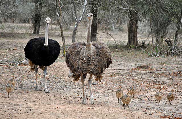 Ostrich-Family-of-Ten-Wildmoz.com