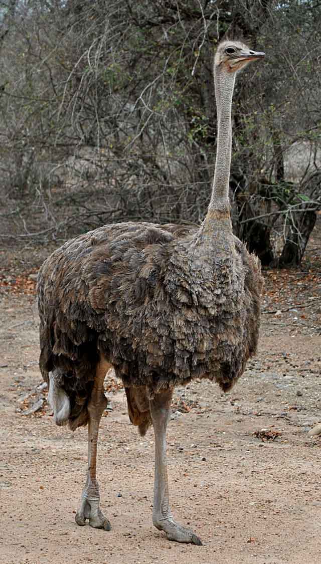 Ostrich-Mother-Wildmoz.com