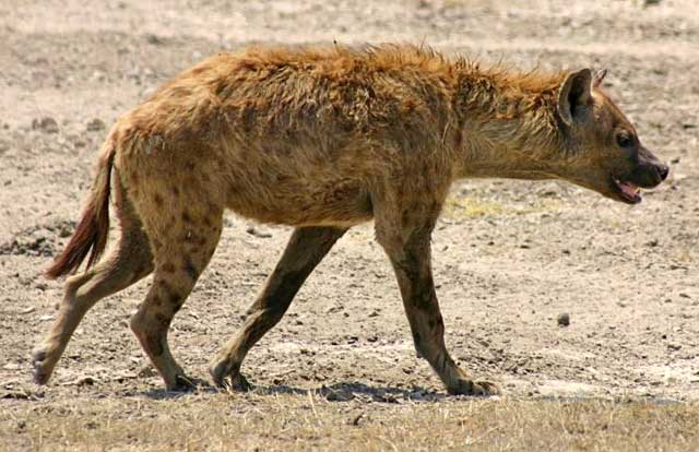 Hyena-after-Steenbuck-Wildmoz.com