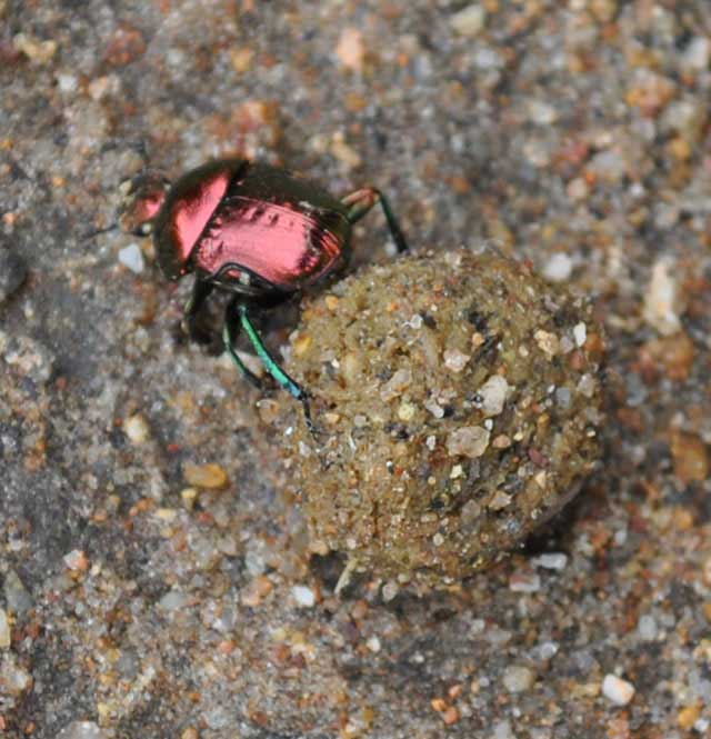 Dung-Beetle-Burial-On-The-Road-Wildmoz.com