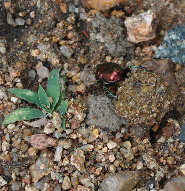 Dung-Beetle-Burial-Passing-Grass-Wildmoz.com