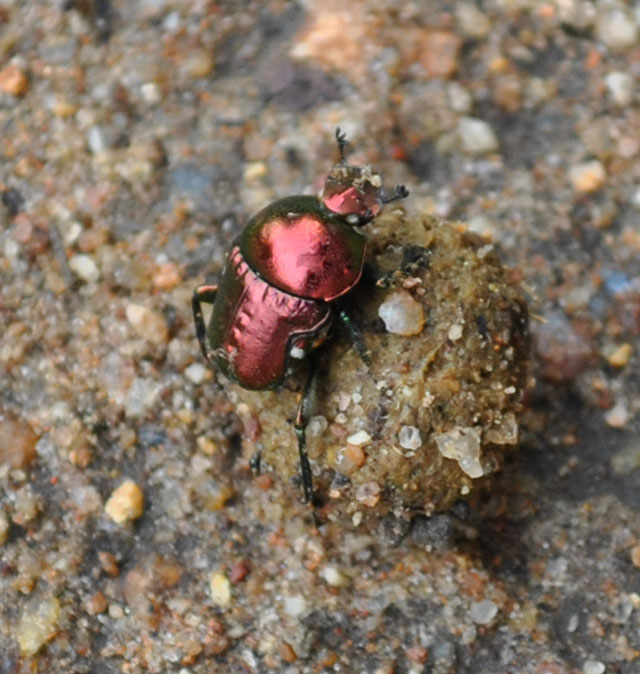 Dung-Beetle-Burial-Start-Wildmoz.com