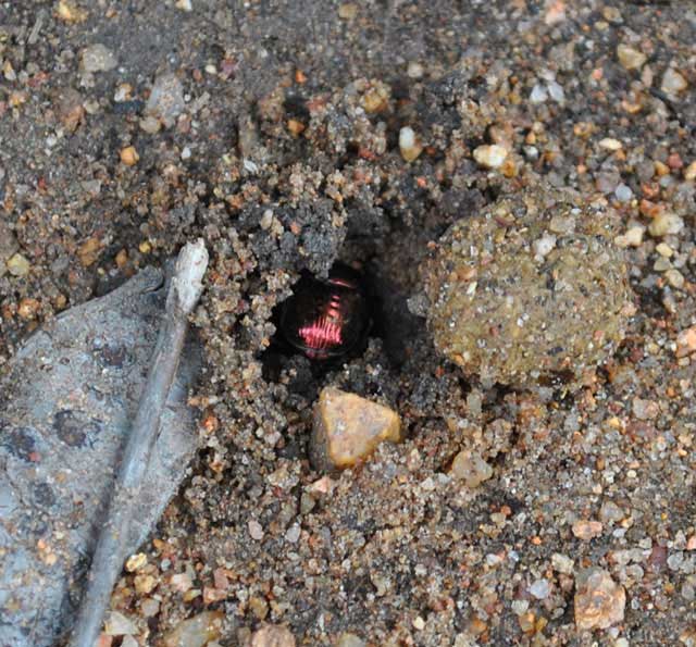 Dung-Beetle-Burial-Starting-Hole-Wildmoz.com