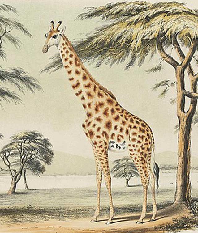 Giraffe-Stretched-His-Neck-Wildmoz.com