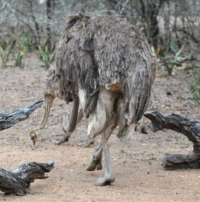 Ostrich-Chick-and-Mother-Wildmoz.com