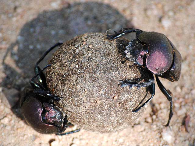 Two-Dung-Beetles-Wildmoz.com