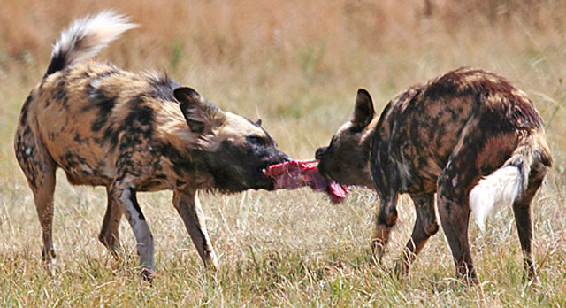 Wildmoz.com-African-Wild-Dog-Animals-of-the-Kruger-Park