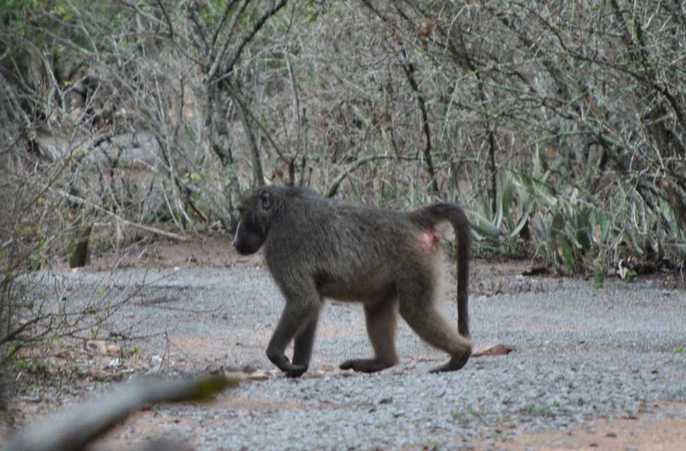 wildmoz.com-ordinary-wildlife-male-baboon