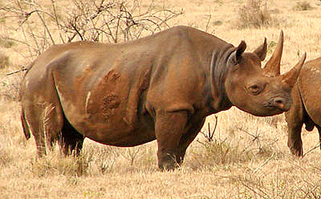 Wildmoz.com-Black-Rhino-Amazing-Animals of-the-Kruger-Park