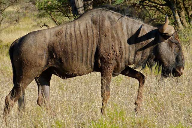 Wildmoz.com-Blue-Wildebeest-Animals-of-the-Kruger-Park