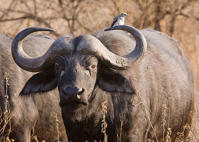 Wildmoz.com-Cape-Buffalo-Animals-of-the-Kruger-Park
