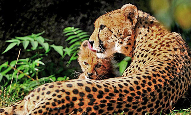 Wildmoz.com-Cheetah-and-Baby-Animals-of-the-Kruger-Park