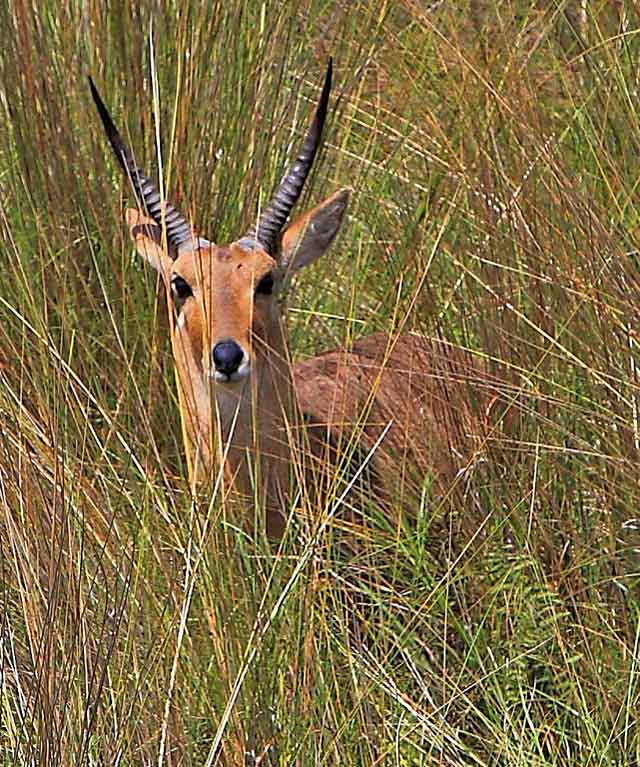 Wildmoz.con-Common-Reedbuck-Amazing-Animals-of-the-Kruger-Park