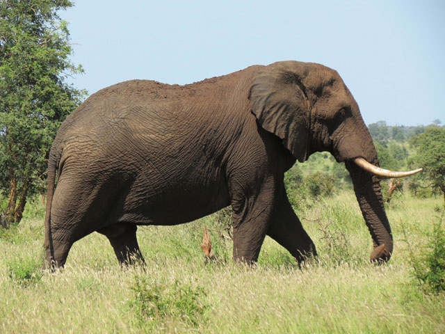 Wildmoz.com-Elephant-Incredible Animals of the Kruger Park