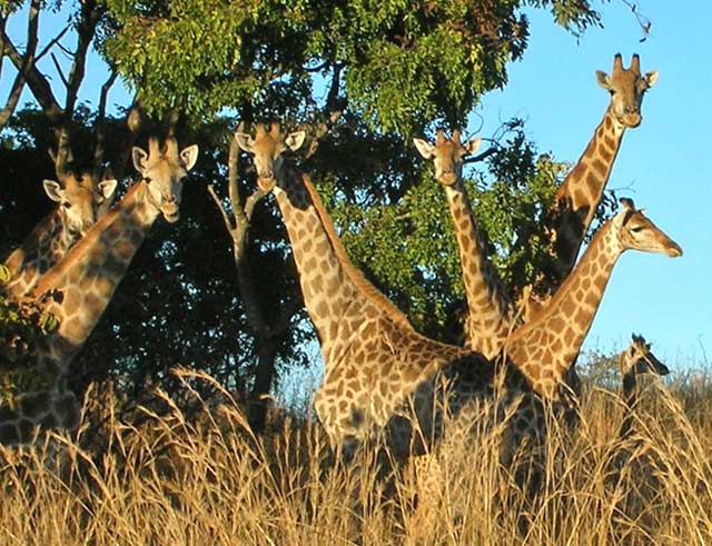 Wildmoz.com-Giraffe-Amazing-Animals-of-the-Kruger-Park